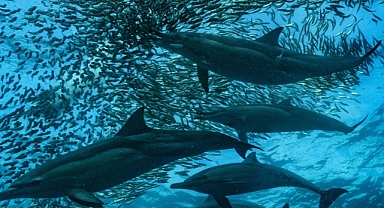 Güney Afrika'da ısınan deniz suyu dünyanın en büyük balık göçünü tehdit ediyor