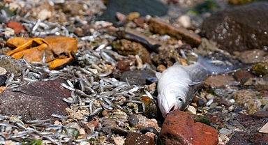İzmir Körfezi’ndeki balık ölümlerini 