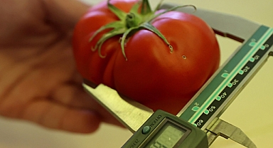 Türk somonu ve hamsi atıklarından elde ettikleri biyogübre domates verimini yükseltti