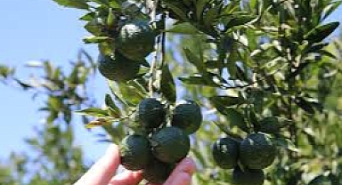 YEŞİL BODRUM MANDALİNİ HASAT ETKİNLİĞİ, PERNOD RICARD TÜRKİYE EV SAHİPLİĞİNDE GERÇEKLEŞTİ   Bodrum’un Eşsiz Yeşili Bodrum Mandalini Dalından Toplandı