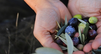 Zeytin ve zeytinyağı üretiminde sürdürülebilir tarım uygulamaları öne çıkıyor.