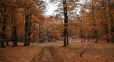 Altın yapraklar arasında seyahat rotası: Türkiye'de sonbaharı yaşayabileceğiniz en güzel 10 yer!