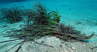İklim değişikliği ve kirlilik Ege'deki deniz çayırlarının yayılış alanını daraltıyor