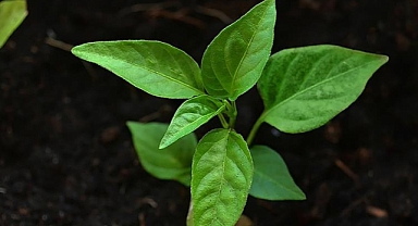 Yeşil dönüşüm, Türkiye'nin yatırım çekmesi için eşsiz fırsatlar sunuyor