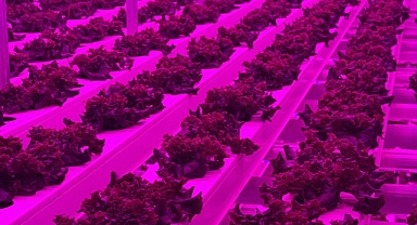 AVM otoparkında yeşil yapraklı sebzeler üretiliyor.