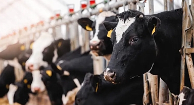 Büyük gıda üreticilerinin karbon ayak izlerini azaltmalarına yardımcı olacak 5 strateji