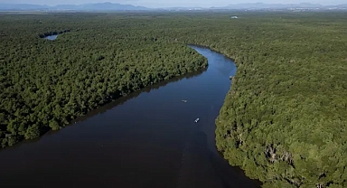 'Korkutucu istatistik': Dünya çapında ağaç türlerinin 3'te 1'inden fazlası yok olma tehlikesi altında