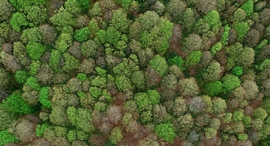 Yıl sonuna kadar 16 bin hektarı aşkın alanda ağaçlandırma yapılacak
