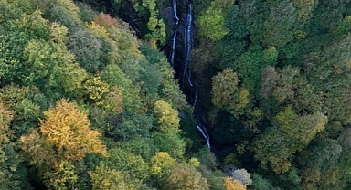Ağaçların türü ve yaşı karbon tutma kapasitelerini belirliyor