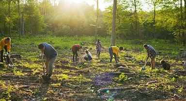 Gönüllü karbon piyasası aşırı arza sahip - ancak yüksek kaliteli uzaklaştırmaların hala kıt olduğunu raporda buldu