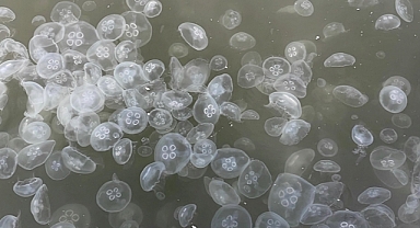 Marmara'da denizanası artışı müsilaj riskini yükseltiyor.