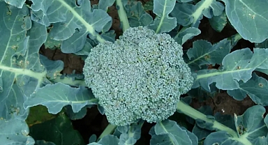 2025'te brokoli ve karnabahar kıtlığı: Uzmanlar Valensiya'daki sellere, sıcak kışlara ve sümüklü böceklere bağlıyor