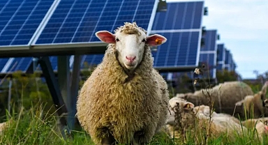 Doğanın en iyi çim biçme makinesi: Güneş enerjisiyle otlatma, fotovoltaik manzarayı nasıl değiştiriyor?