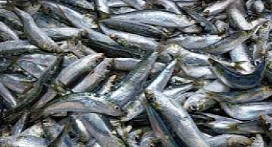 Eskimolar döneminde keşfedildi! Kolesterolün kökünü kurutuyor