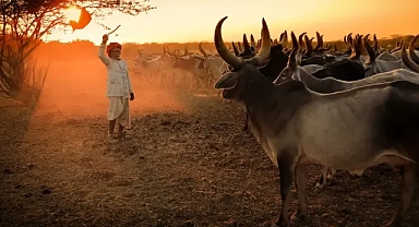 Google ve bir Hintli girişim, şimdiye kadarki en büyük biyokömür karbon giderme anlaşmasını nasıl imzaladı?