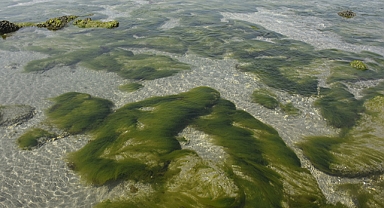 Yosun çiftlikleri hem karbon hem kirletici depoluyor