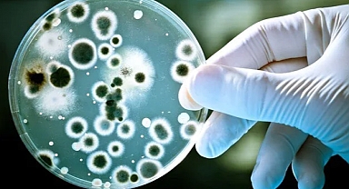 Antarktika'da 6 yeni bakteri cinsi keşfedildi