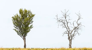 Sürdürülebilirliğin ikili kimliğinin getirdiği zorlukların üstesinden gelmek