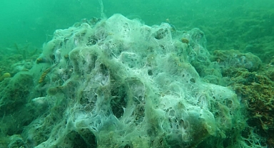 Çanakkale Boğazı'nda koruma altındaki sert mercanlar müsilaj tehdidi altında