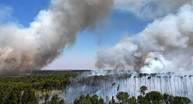 Dünya, iklim değişikliği kaynaklı orman yangınları nedeniyle 2024'te rekor miktarda orman kaybetti