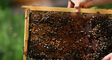 Küresel Isınmanın Arılar Üzerindeki Etkisi Türkiye-Slovenya Ortak Projesinde Mercek Altında