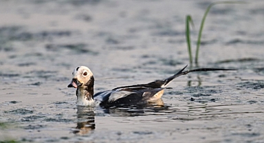 Gaziantep'te İlk Kez Görülen 