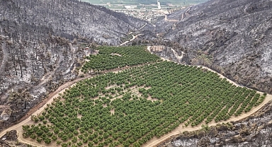 Bursa'daki Yangınlarda 3 Milyon Ağaç Kaybı
