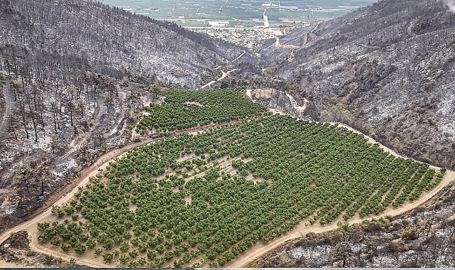 Bursa'daki Yangınlarda 3 Milyon Ağaç Kaybı