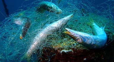 Ege ve Marmara’da Hayalet Ağ Temizliği Çalışmaları Devam Ediyor