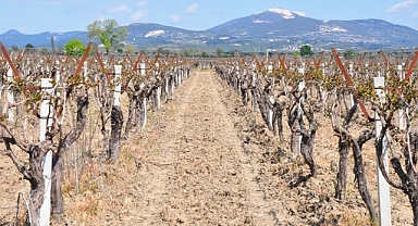 İzmir'in Verimli Toprakları Tehlikede: Su Krizi Tarımı Vuruyor