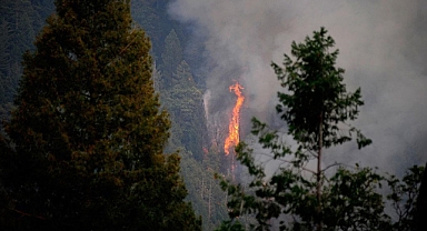 Ormanlarımız Yangın Tehdidi Altında
