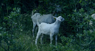 Yangınla Mücadelede Doğal Çözüm: Küçükbaş Hayvanlar Ormanları Koruyabilir