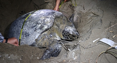 Adana Akyatan'da 20 yılda 270 bin kaplumbağa yavrusu denize ulaşt