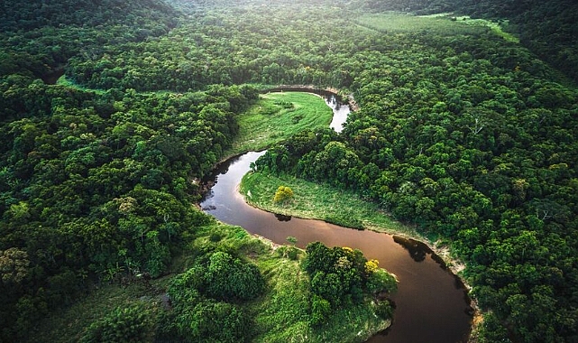 Amazon Ormanları İçin Ortak Koruma Planı
