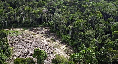Bilim insanları, ormansızlaşmanın her yıl 28 bin kişinin ölümüne neden olduğunu belirledi