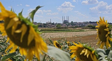 Edirne’de Ayçiçeği Tarlalarında Erken Hasat Alarmı: Kuraklık Verimi Düşürdü