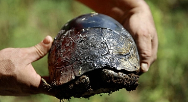 Epoksi ile Kabuğu Onarılan Yaralı Kaplumbağa Doğaya Salındı