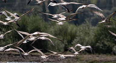 Erzurum'un sulak alanlarını ziyaret eden kuş sayısında belirgin bir artış kaydedildi.