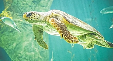 Mersin kıyılarında ekosistem tehlikede