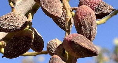 Siirt'te her yıl eylül ayı ortasından itibaren yapılan fıstık hasadı, bu yıl kuraklık ve yüksek sıcaklıklar nedeniyle bazı bölgelerde ağustos ayı başında başladı.