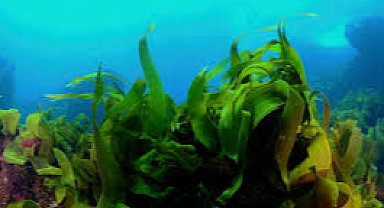 Portekiz'in deniz ormanlarında bilim insanları, yosunun güçlü bir karbon deposu olduğunu keşfetti