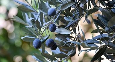 Artvin'de lezzet ödüllü 