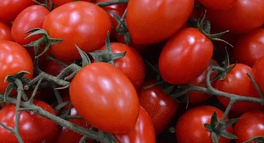 Avrupa'da yüzlerce kişi salmonella nedeniyle hastalandı: Baş şüpheli Sicilya domatesi