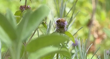 Berlin’in gizli bahçesi: 200 nadir bitki modern sofralara dönüyor
