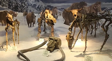 Buzul Çağı'ndan kalma 46 hayvan türünün kalıntıları bulundu