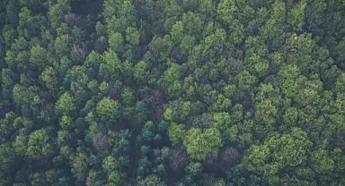 Doğanın Karbon Tutma Mekanizması: Karbon Yutağı Nedir?