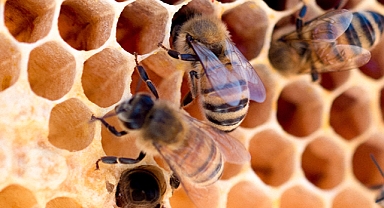 Ekosistemin Temel Taşı Arılar Yok Olursa Ne Olur?