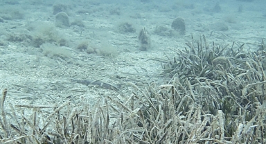 İngiliz Antarktika araştırmacıları, deniz tabanında canlı tespiti için yapay zeka kullanmaya başladı