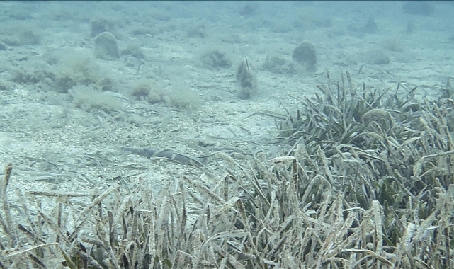 İngiliz Antarktika araştırmacıları, deniz tabanında canlı tespiti için yapay zeka kullanmaya başladı