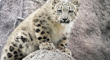 Kar leoparı nüfusu iklim değişikliği ve düşük genetik çeşitlilik nedeniyle tehdit altında